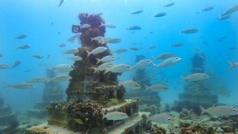 Underwater Reef With Schooling Fish In Ocean Habitat School of fish around coral-covered artificial reef in clear underwater scene.