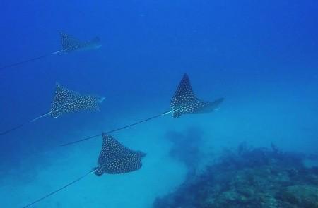 Spotted Eagle Rays In Clear Shallow Reef Four spotted eagle rays gliding over a sandy reef in clear shallow waters