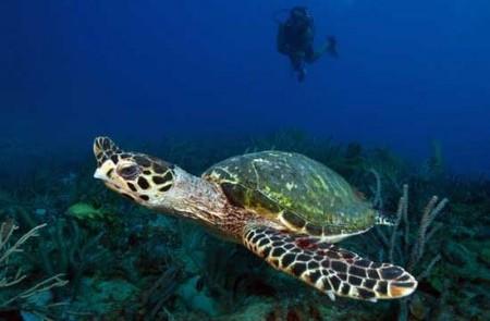 Sea Turtle And Diver In Coral Reef Ecosystem Sea turtle and diver in clear ocean waters near coral and plants