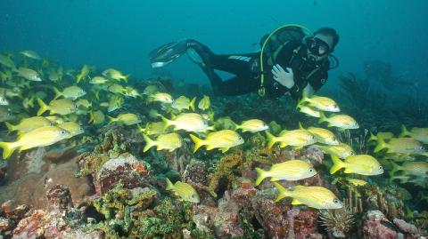 Diver Observing Coral Reef With School Of Fish Scuba diver exploring a colorful coral reef with school of yellow fish