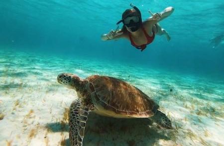 Sea Turtle And Diver Underwater Adventure Sea turtle and diver underwater with sunlight illuminating the clear ocean