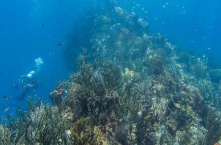 Diver Exploring Vibrant Coral Reef Underwater Scene Scuba diver explores colorful coral reef with rich marine life underwater.