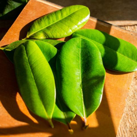 Vibrant Green Glossy Leaves On Wooden Background Glossy green oval-shaped leaves on a wooden cutting board in warm light