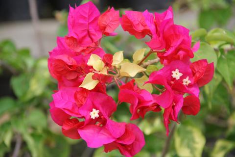 Bright Pink Bougainvillea Flowers With Yellow Bracts Bright pink bougainvillea flowers with pale yellow bracts and green foliage background"
