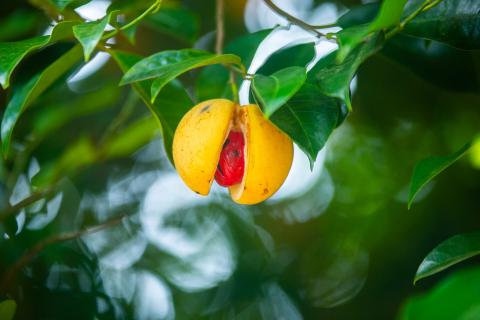 Nutmeg Fruit On Tree With Mace And Seed Visible Nutmeg fruit with red mace on tree, vibrant and detailed, amidst green foliage.