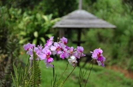 Vibrant Pink Orchids With Garden And Birdhouse Pink-purple orchids with a garden and wooden birdhouse in the background