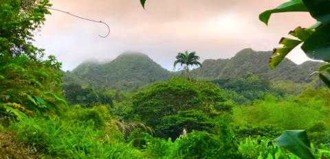 Misty Tropical Landscape With Lush Greenery Lush tropical landscape with misty hills and dense green foliage after rainfall