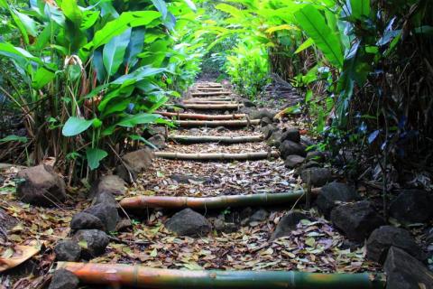 Scenic Bamboo Pathway In Lush Green Forest Bamboo pathway in lush green forest with sunlight filtering through trees, ideal for hikes.
