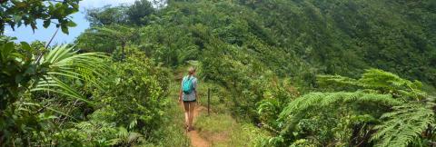 Hiker In Dense Tropical Rainforest Trail Hiker with blue backpack walking on a trail in a lush tropical rainforest on a cloudy day.