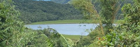 Lush Tropical Landscape With Lake And Dense Forest Lush tropical landscape with dense greenery, bamboo, and a serene lake
