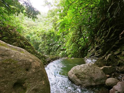 Serene Tropical Forest River Scene Lush tropical forest with stream flowing through moss-covered boulders, rich in biodiversity.