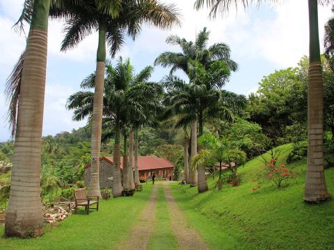 Tropical Resort Pathway With Palm Trees And Flowers Tropical landscape with palm trees, red-roofed house, and blooming flowers on sunny day