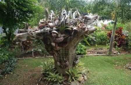 Creative Tree Trunk Planter With Bromeliads In Garden Modified tree trunk planter filled with bromeliads in a lush garden setting