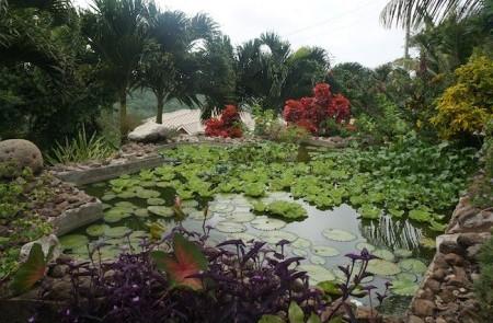 Beautiful Garden Pond With Lily Pads And Flowers Lush garden pond with lily pads, colorful flowers, and green foliage