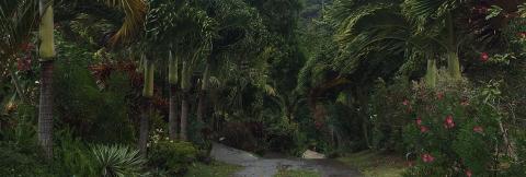 Tropical Garden Pathway With Palm Trees And Flowers Lush tropical garden pathway with palm trees and pink flowering shrubs