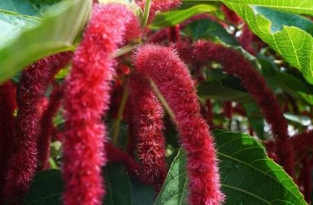 Vibrant Red Acalypha Hispida Chenille Plant Flowers Red Hot Cat