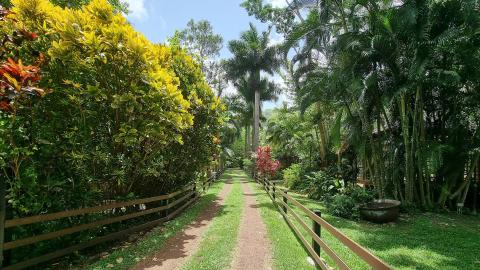 Tropical Garden Pathway With Palms And Colorful Foliage Lush tropical garden pathway with vibrant foliage and palm trees, ideal for serene walks.