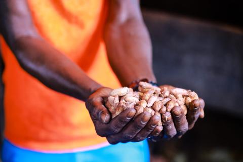 Person Holding Peanuts In Hands Close-Up Close-up of hands holding peanuts, person in orange top, blurred background
