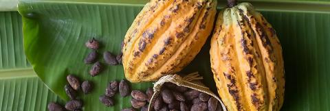 Ripe Cocoa Pods And Beans On Banana Leaf Ripe yellow cocoa pods and beans on a banana leaf, tropical setting
