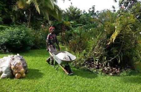 Gardener With Wheelbarrow In Lush Green Garden Person with headscarf pushing wheelbarrow in lush garden.