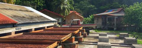 Cocoa Bean Drying Setup In Tropical Region Cocoa beans drying in the sun at a tropical farm with structures in background.