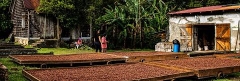 Sun-Drying Cacao Beans On Tropical Farm Cacao beans drying in sun at tropical farm with locals discussing nearby
