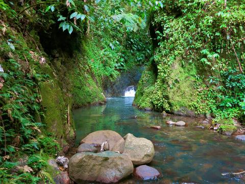 Serene Tropical River With Waterfall And Lush Greenery Lush tropical river scene with moss, foliage, boulders, and distant waterfall.