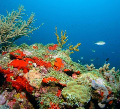 Colorful coral reef with diverse sea life and fish in a vibrant underwater ecosystem.