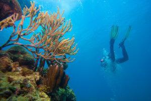 Diver explores vibrant orange coral reef in clear blue waters, light streaming above.