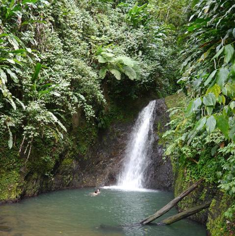 Serene tropical waterfall with swimmer, lush foliage, and fallen tree trunk.