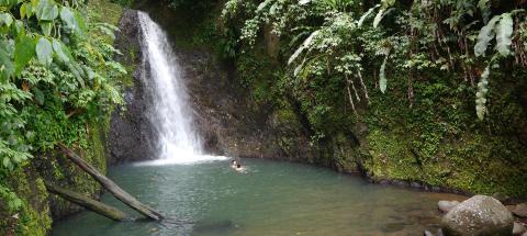 Person swimming in serene waterfall pool surrounded by lush tropical foliage