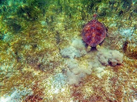 Sea turtle swimming over seabed with seaweed and coral in clear water.