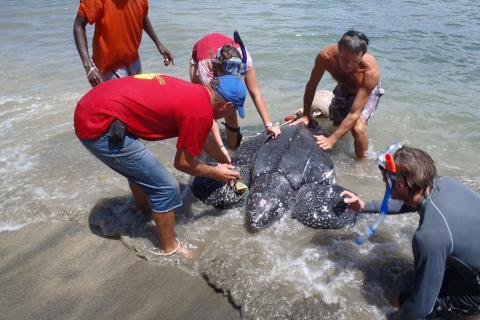 Group helping a leatherback sea turtle at a beach for conservation efforts