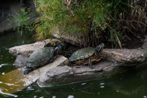Two turtles on a rock by a pond, surrounded by pine-like vegetation and calm water.