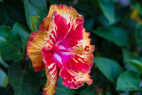 Bright pink, red, and yellow hibiscus flower with lush green leaves in the background.