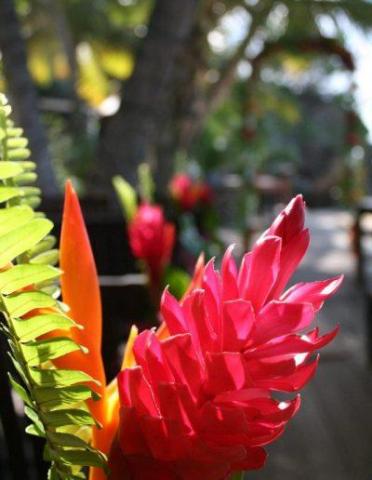 Red Ginger and Bird of Paradise in vibrant tropical garden setting