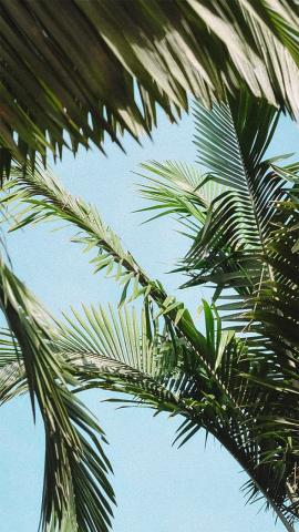 Vibrant palm fronds against a clear blue sky, tropical feel