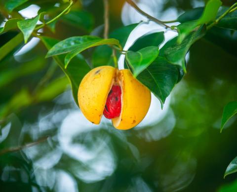 Partially opened nutmeg fruit with red mace on branch, natural environment