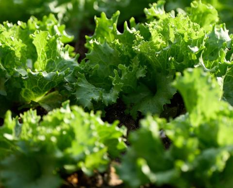Fresh green leaf lettuce growing in soil, crisp and vibrant under sunlight.