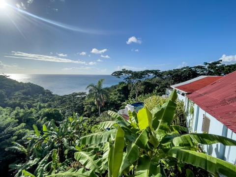 Tropical landscape with banana plants, ocean view, and resort buildings