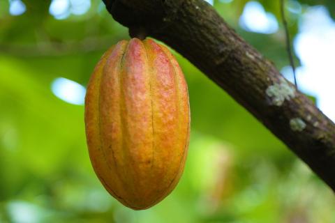 Ripe cocoa pod on tree, vibrant yellow, orange, red colors, tropical setting