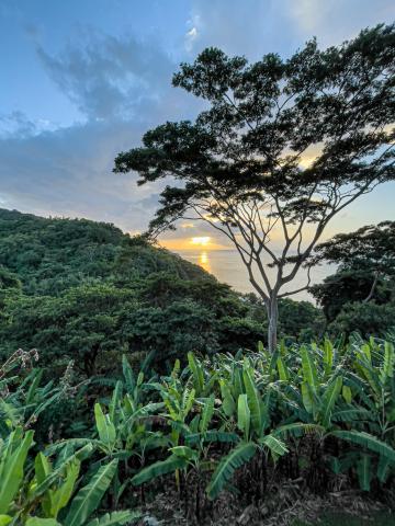 Sunset over sea with banana plants, hill, and trees in tropical setting