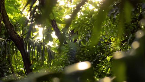 Sunlit dense jungle canopy with vibrant green tropical foliage and depth effect