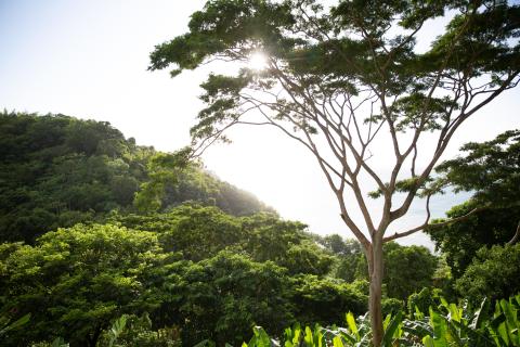 Lush tropical landscape with a dense forest, tall tree, and visible coastline under bright sunlight