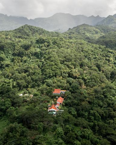 Secluded settlement with red-roofed buildings in a misty, dense forest