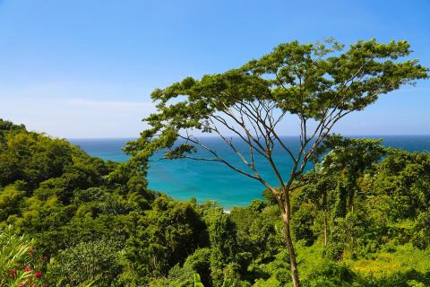 Lush green landscape with vibrant tree overlooking a blue sea and tropical hills