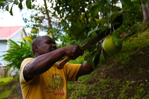 Man harvesting green fruit from tree near red-roofed building