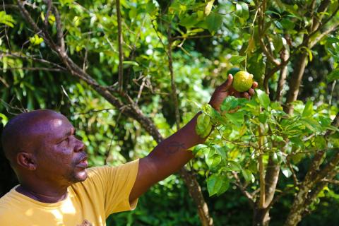 Man in yellow shirt picking bergamot orange in a lush garden.