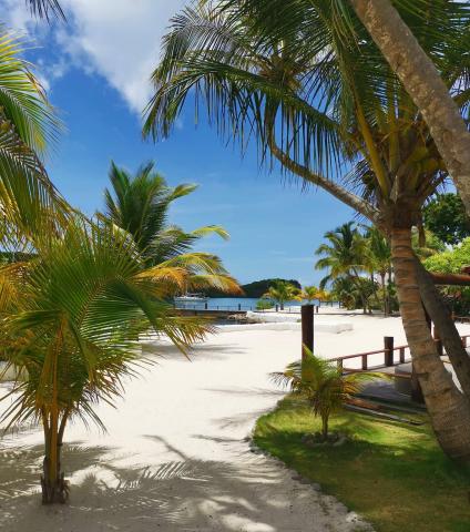 Tropical beach with palm trees, white sand path leading to clear waters, serene and idyllic.