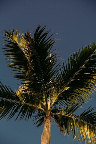 The image displays a palm tree against a clear blue sky